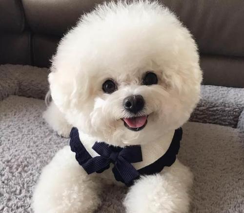 比熊不好训练,比熊不温顺怎么办