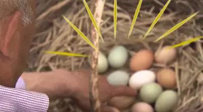 教你让鸡在指定的地方下蛋,怎么让鸡在你指定的地方下蛋