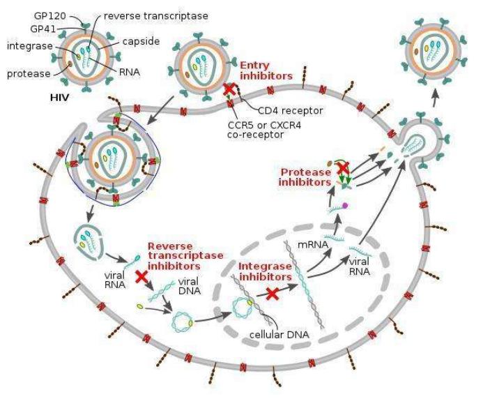 医学史上的12月31日：华裔科学家何大一提出艾滋病鸡尾酒疗法