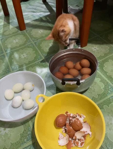 猫和老虎能杂交生育吗,猫和老虎可以生育吗