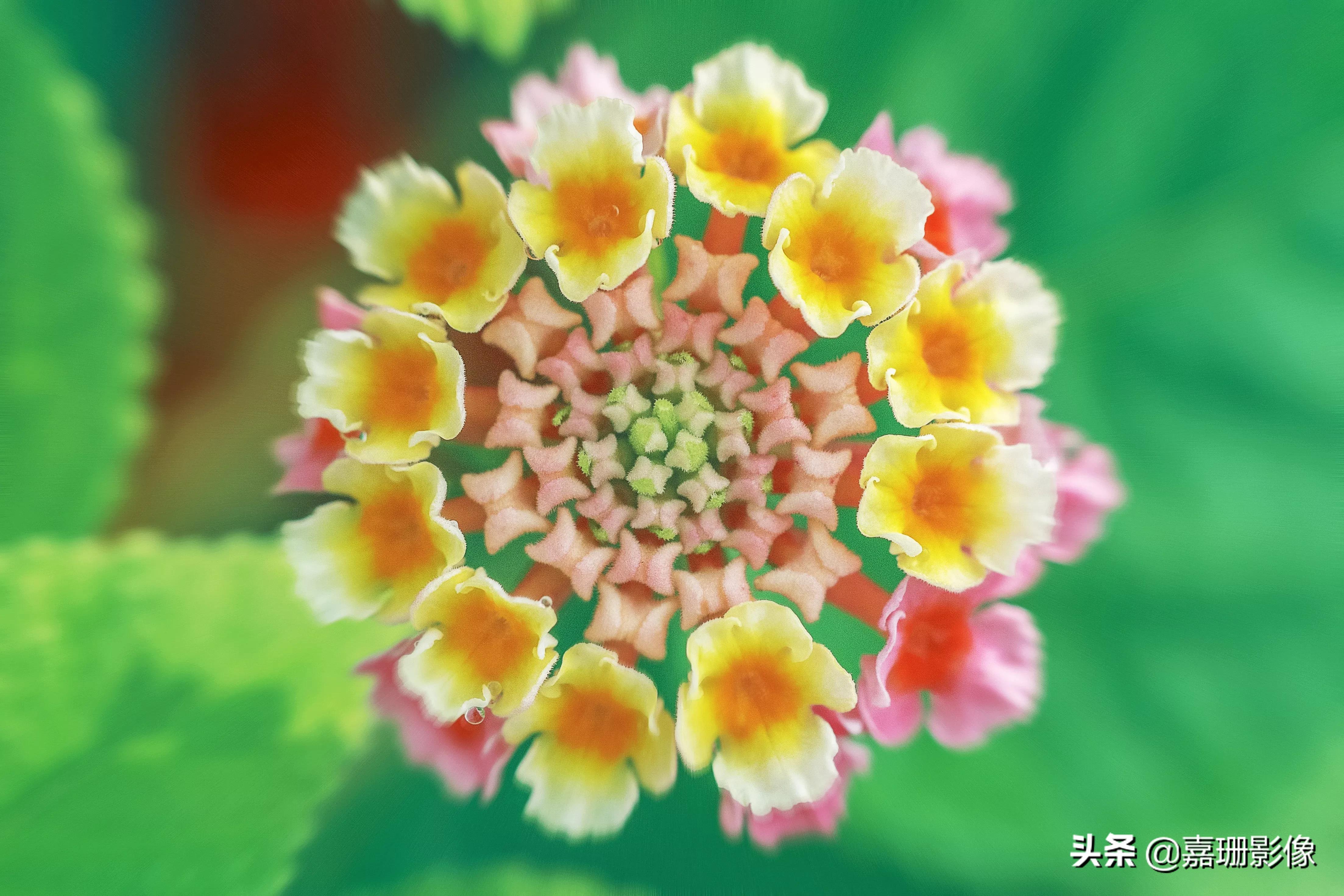 看看花容，听听花语2020年我镜头里的百种花卉