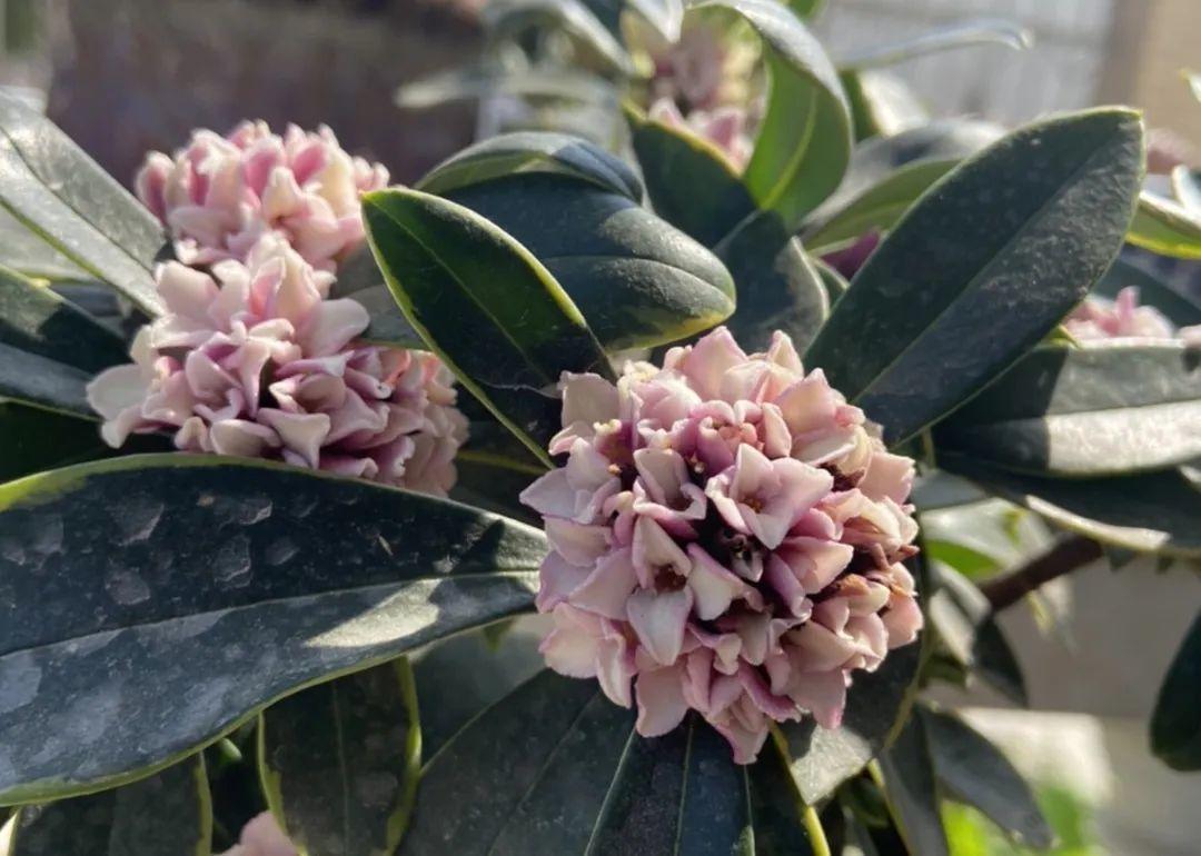 耐寒又好养的香水花,家里可以养法国香水花