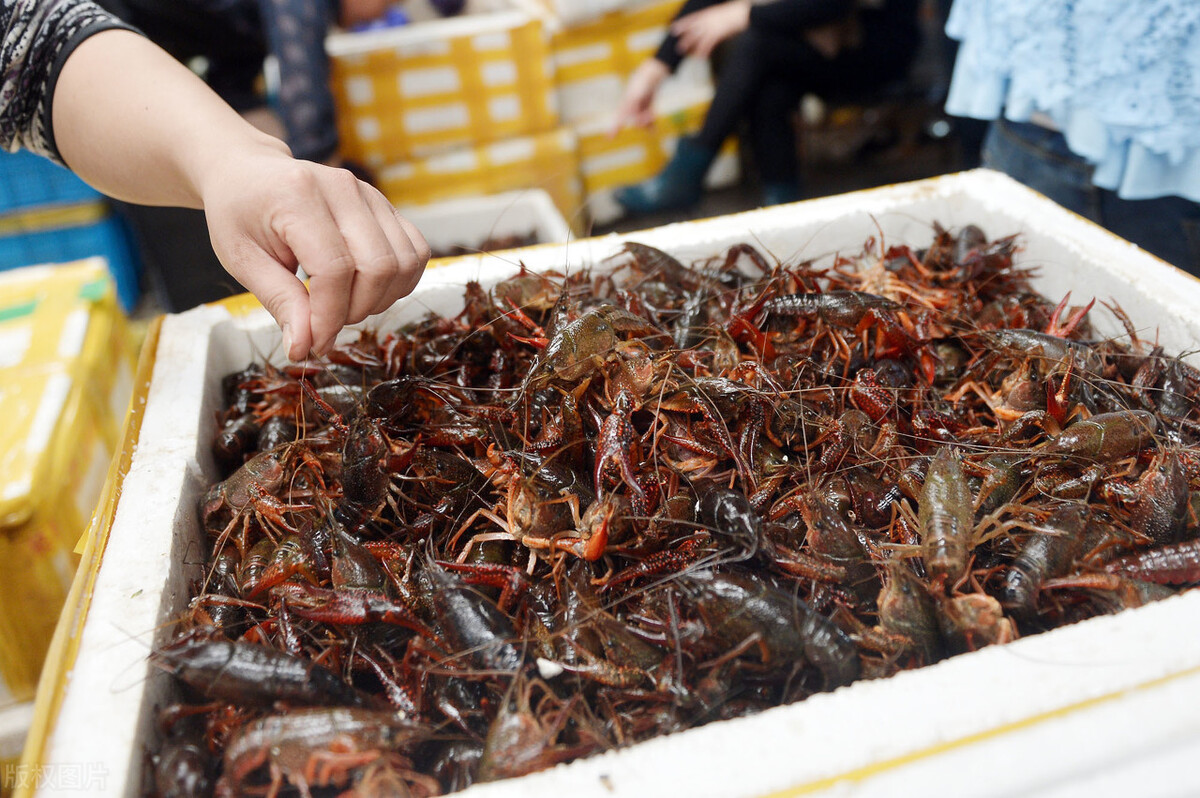 甲鱼和小龙虾养殖哪个更赚钱,水产养殖龙虾甲鱼