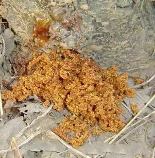 果树清园到底用什么药最好,冬季蜜柚清园管理要点