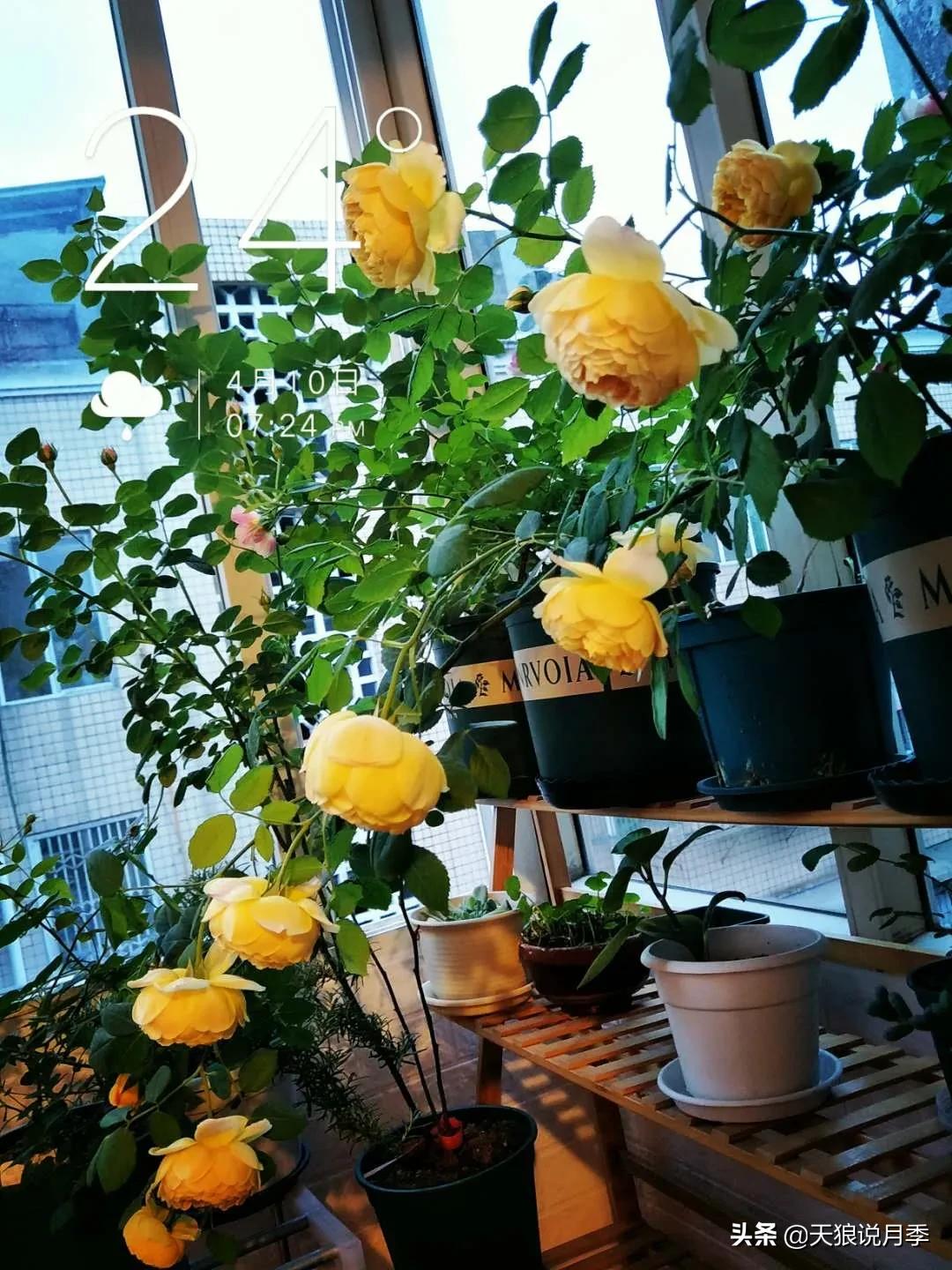 月季花是时候展现真正的技术了 (开春的第一波月季花就这么过去了)