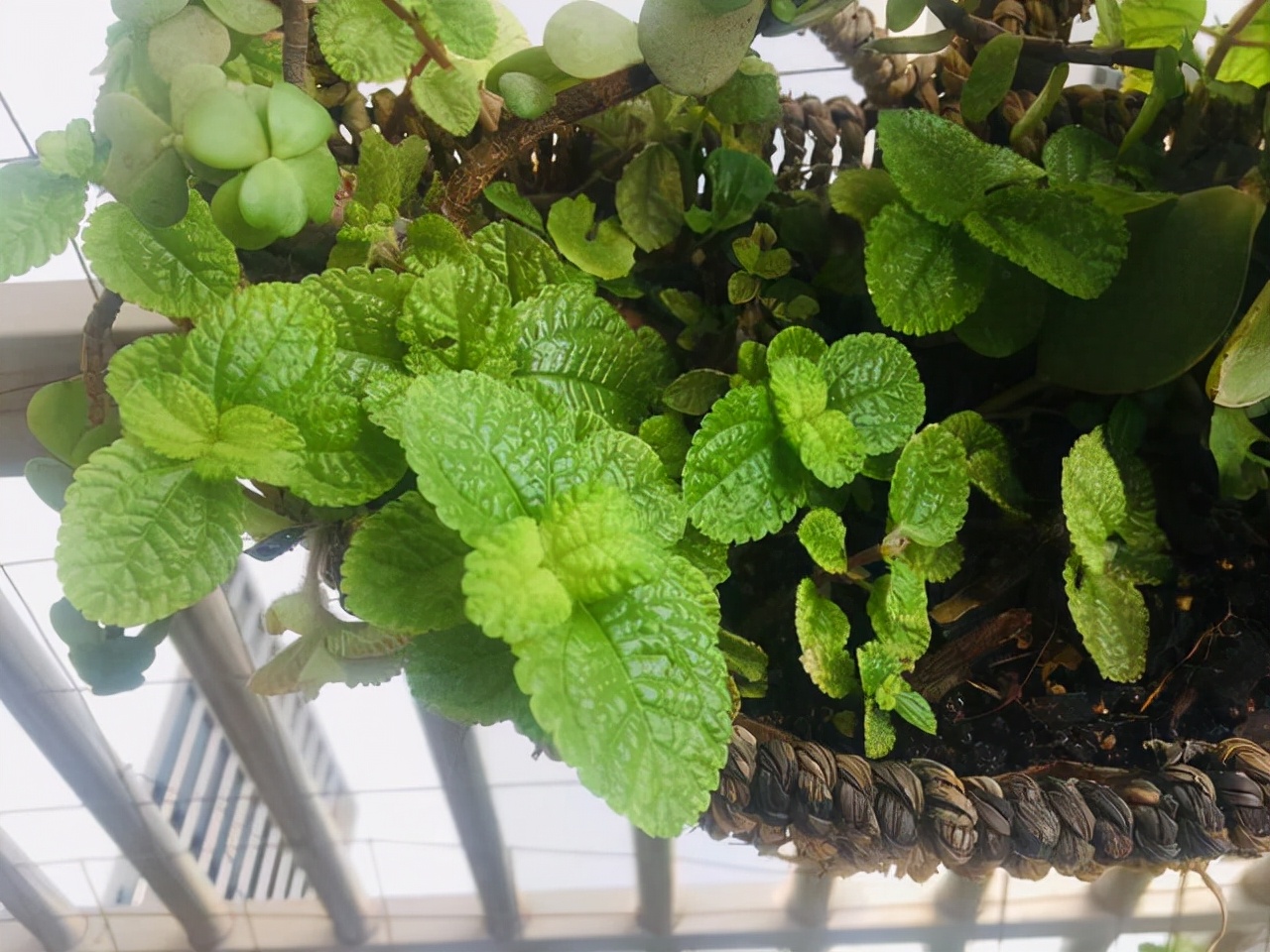 厕所里能养什么花除异味,厕所养什么花草能除味