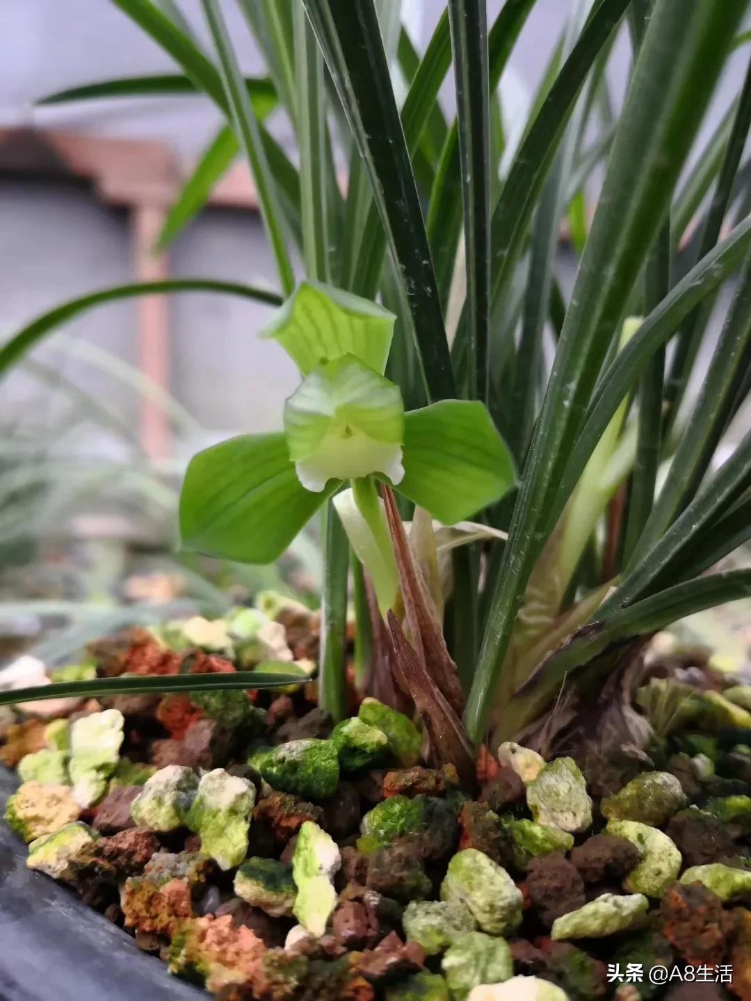 春兰张荷素兰花介绍,每日一品中国兰花春兰