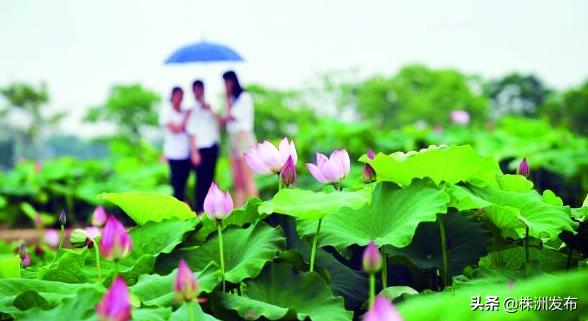 株洲是一个如诗如画的城市,株洲特别好的一个城市