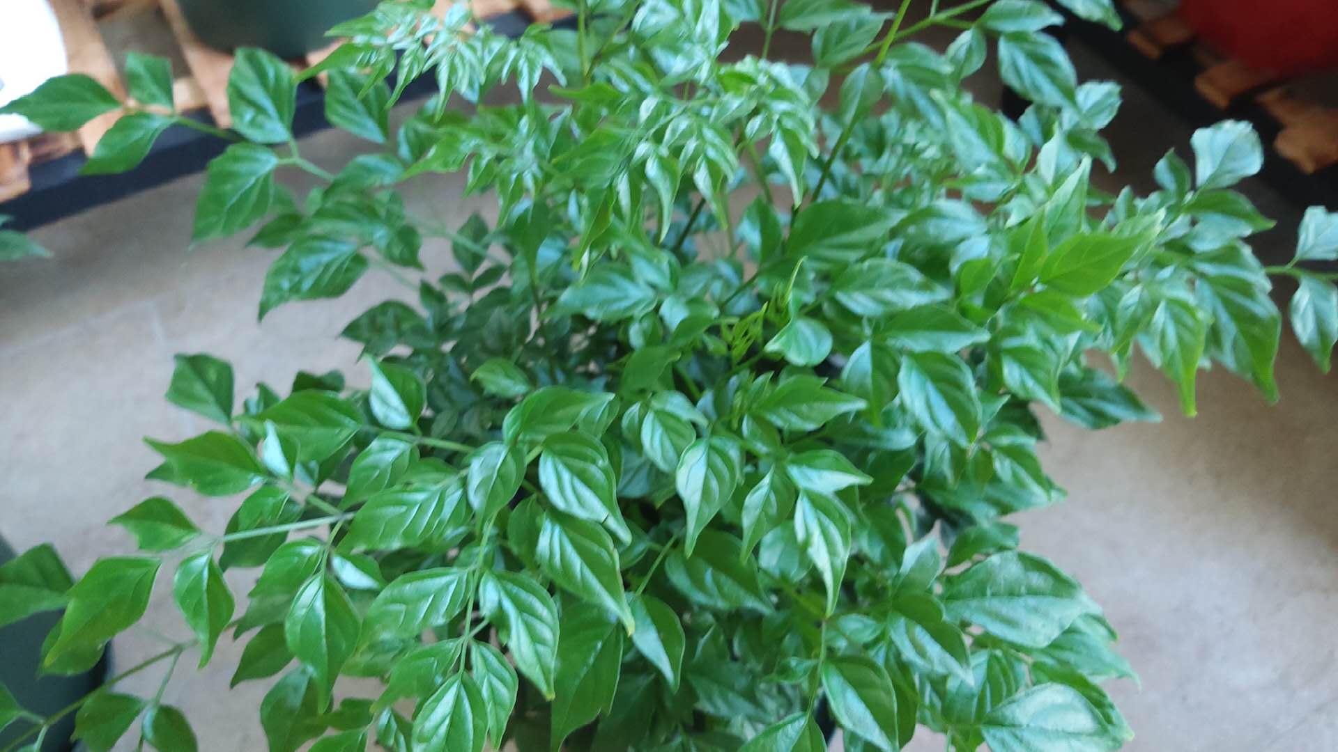 养花怎么判断光照够不够,养花如何判断土壤肥沃