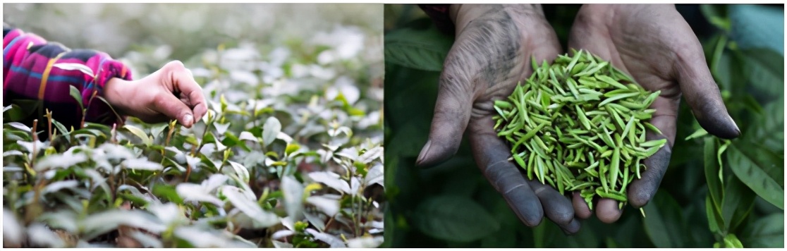 明前茶重庆,重庆高山明前茶