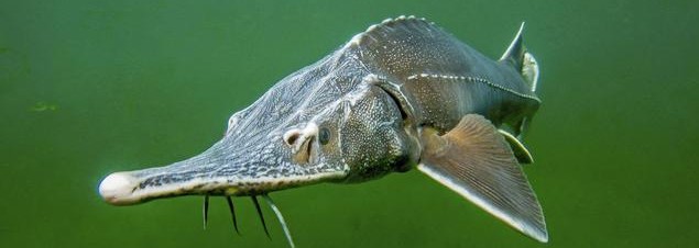 白鲟已经灭绝，中华鲟和长江鲟还好吗？