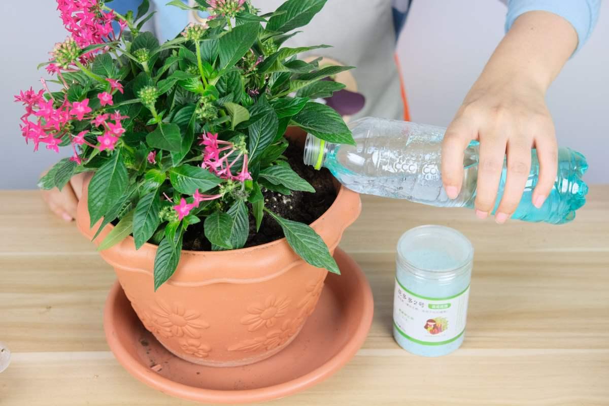 虎刺梅大花品种磷酸二氢钾,磷酸二氢钾促花促果用多少倍