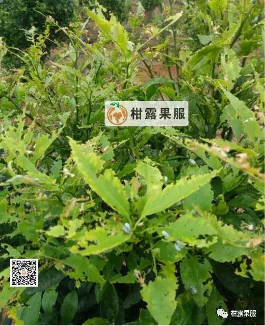 柑橘的常见病虫害和预防方法,柑橘新叶卷曲是什么虫害如何防治