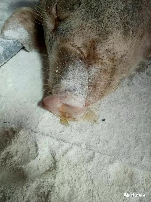 养鸡怎么保肝护肝,猪场保肝护肾排毒的中药