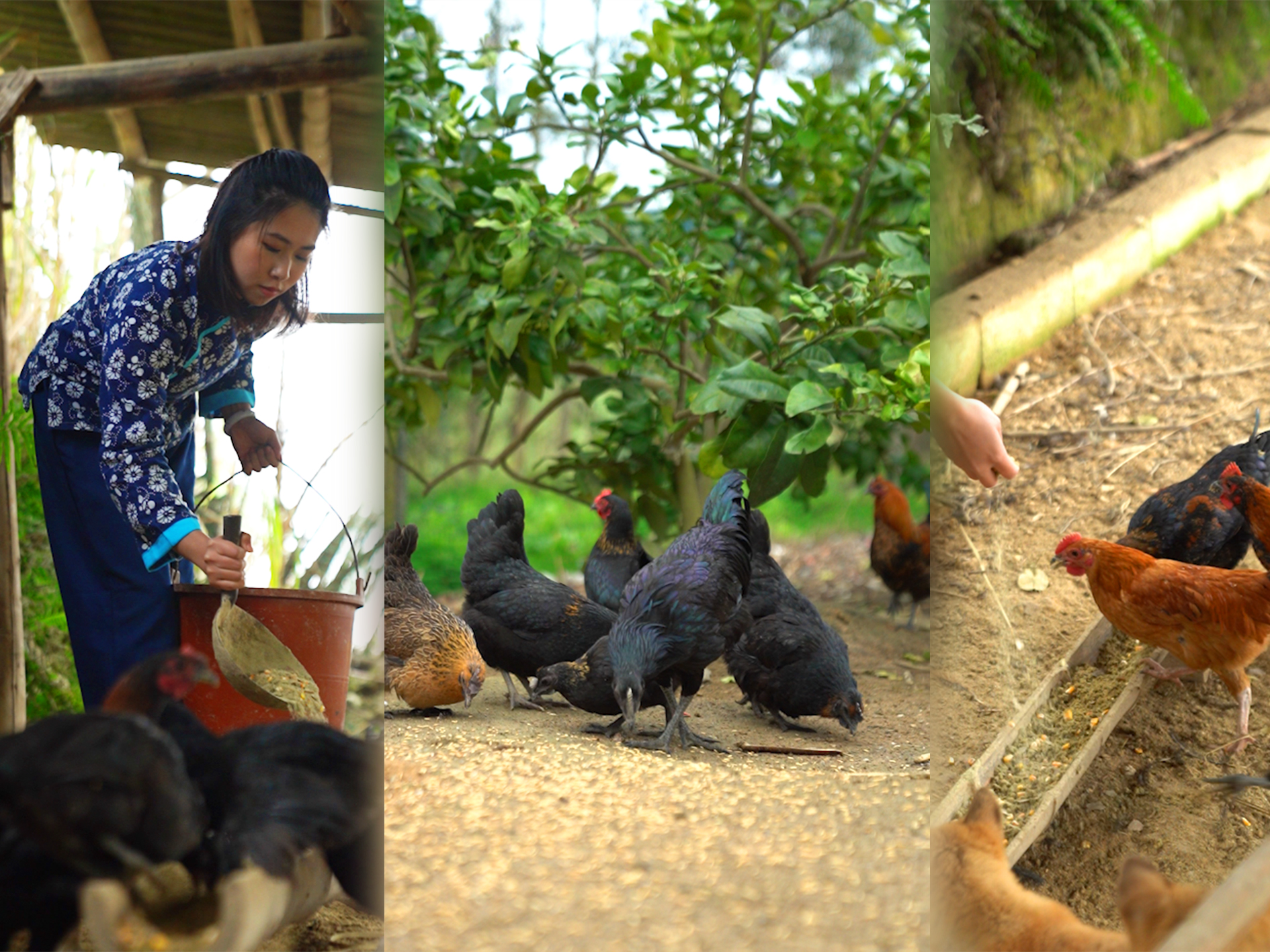 五黑鸡正宗散养,散养的黑乌鸡