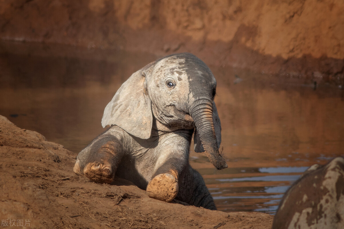 大象拧开水龙头喝水国外,大象拧开水龙头喝水