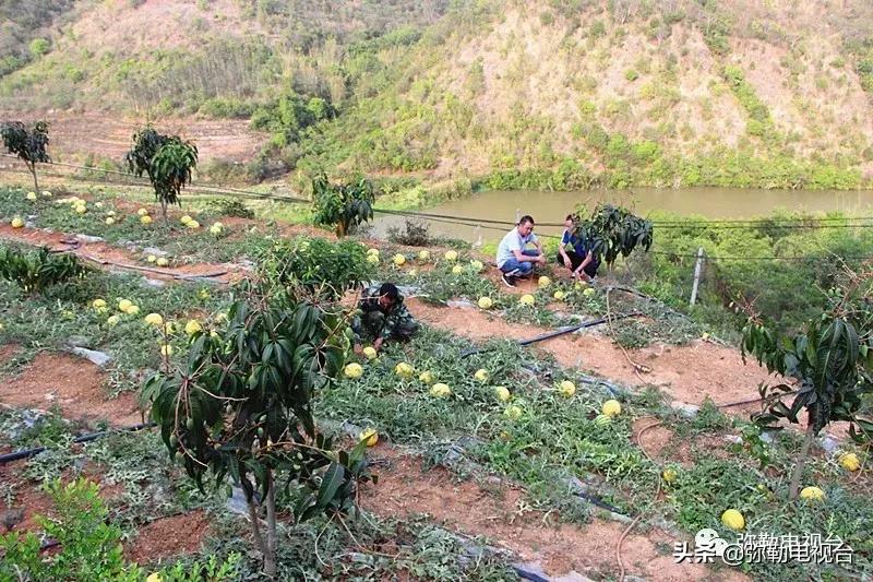 弥勒千亩西瓜熟了！黄心瓜、红心瓜、小香瓜…你喜欢哪种？