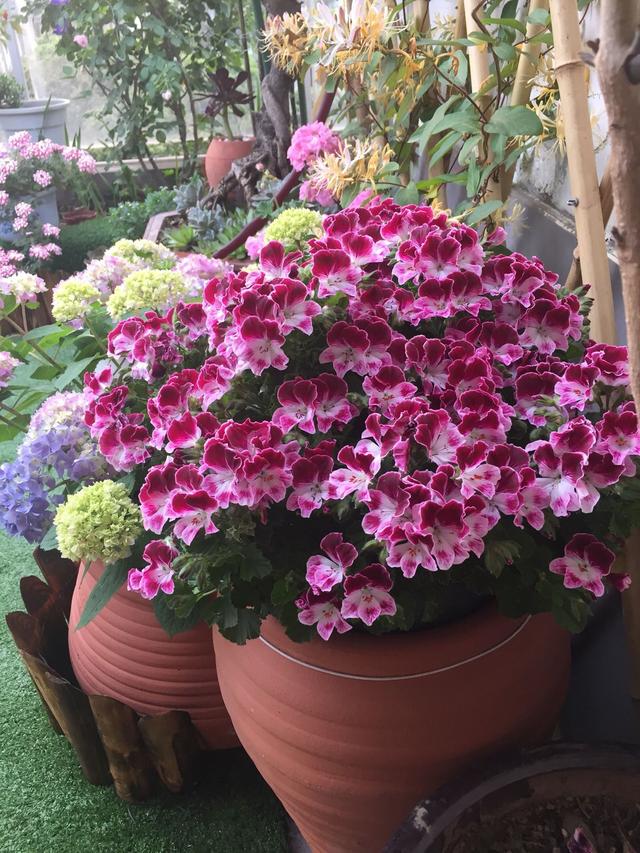 虎刺梅大花品种磷酸二氢钾,磷酸二氢钾促花促果用多少倍