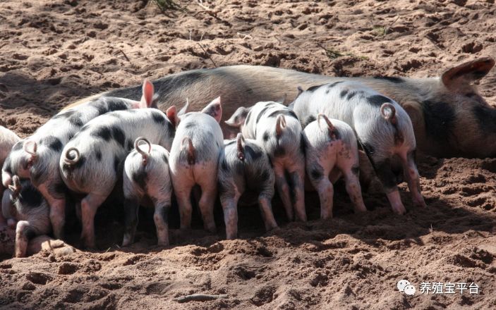 母猪该如何饲喂,母猪喂食方法和技巧