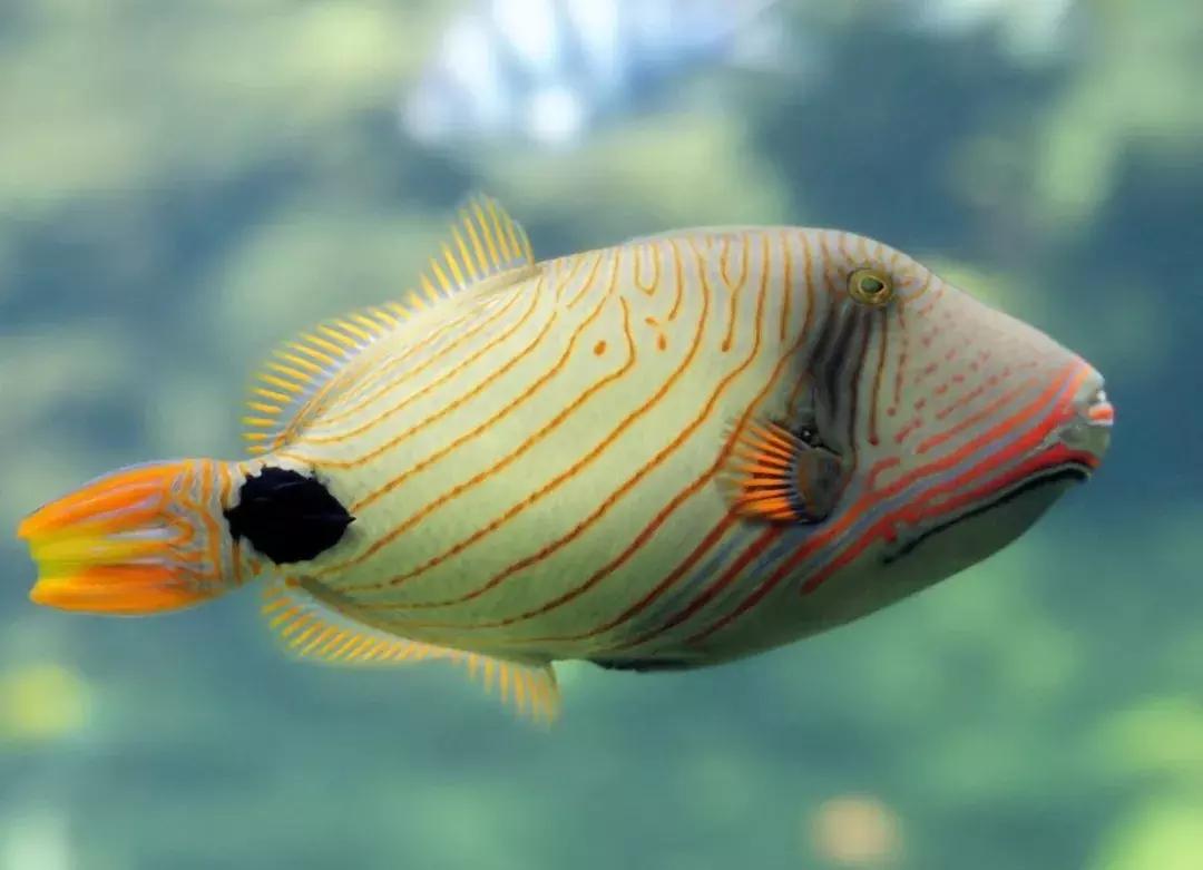 fot海水观赏鱼,fot鱼品种