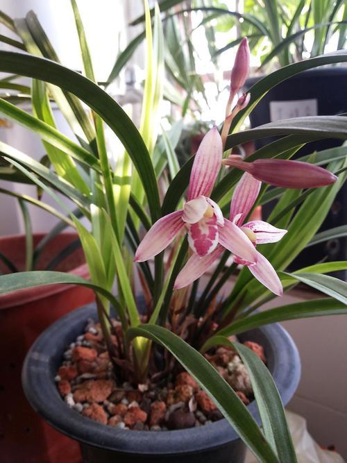 养花也要一种好心态才能养好花,人养花花养人6种花越养越健康