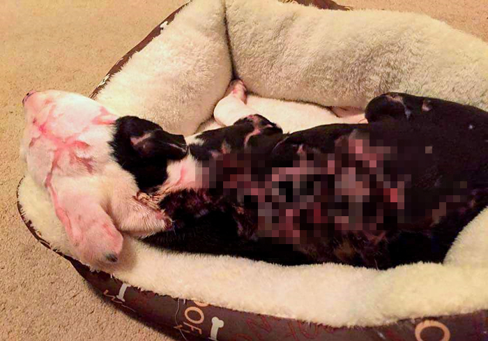 狗狗把自己烫伤后，记住不能用牙膏紧急处理，主人应学会正确方法