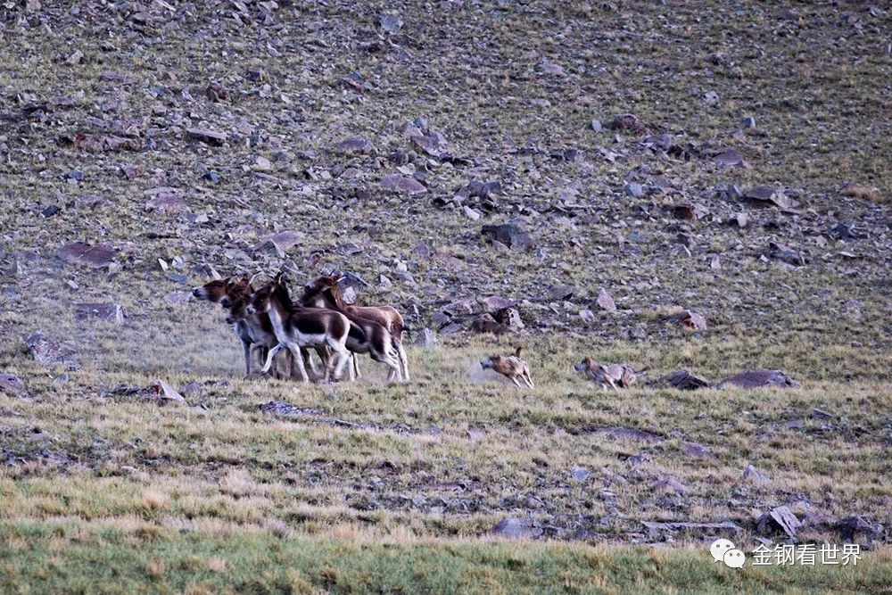 藏狼捕食牦牛,藏西狼徒步边境
