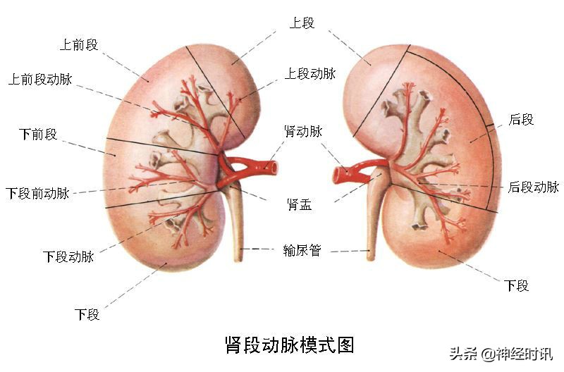肾脏输尿管膀胱前列腺结构,肾输尿管膀胱解剖示意图