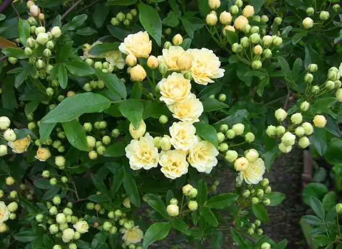 100种百花图谱大全,好书推荐快来领取你的宝藏书单