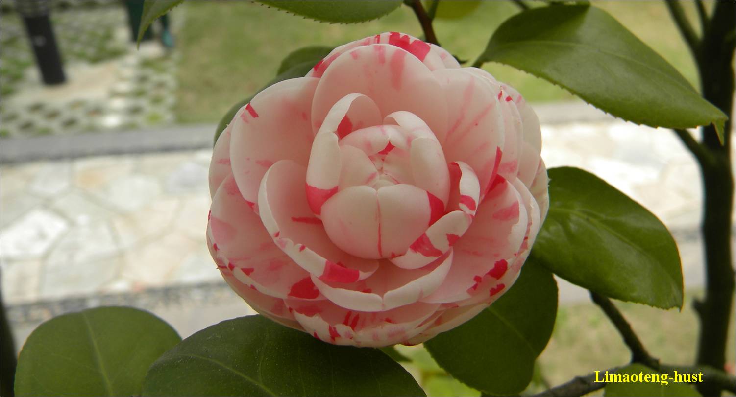 话说油茶树,山茶花油茶和茶梅的区别图片