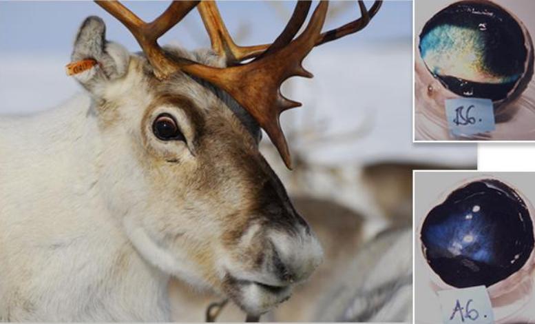 不怕冷、眼神好、像狗子......驯鹿还有啥不为人知的特点？