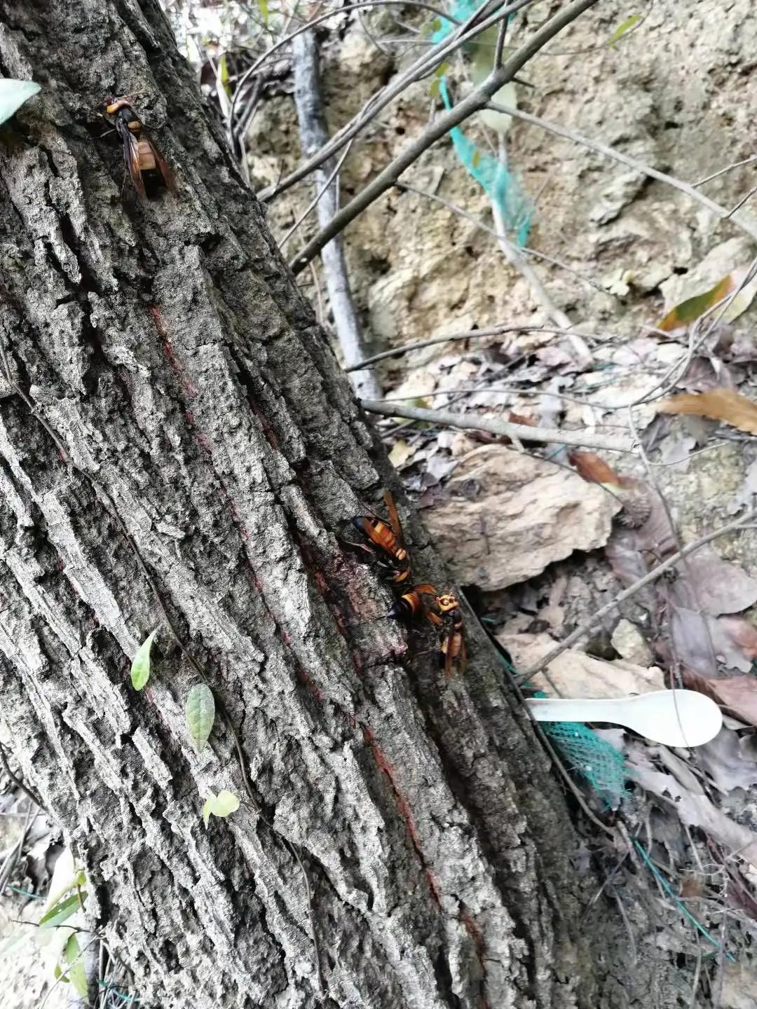 重阳登山看秋色上一句,重阳登山知秋意
