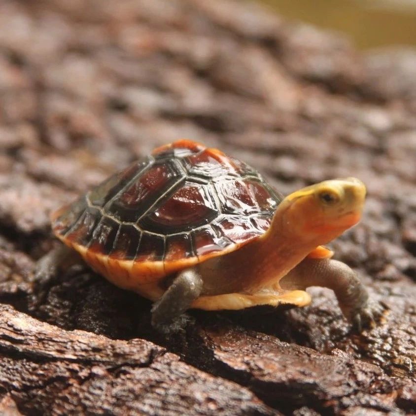 新手养龟如何让龟吃龟粮,新手养龟给乌龟泡什么药