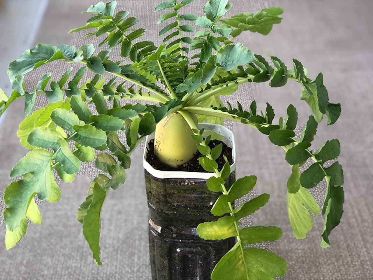 性感萝卜?花团子的阳台菜园|日本搞笑艺人白鸟久美子的手工生活