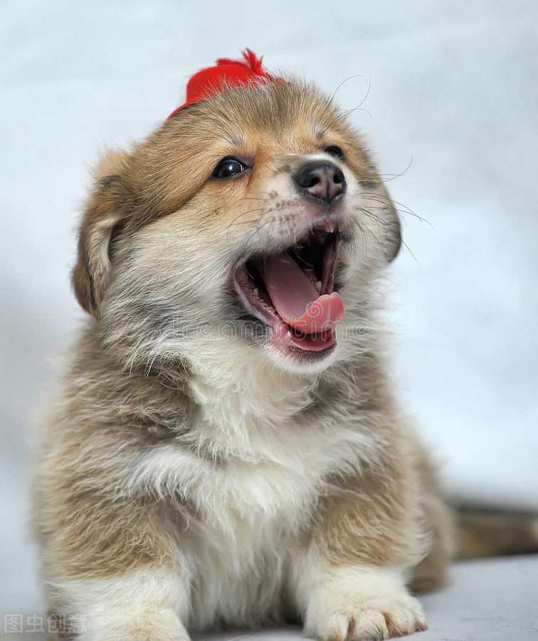 买回来的狗狗一天到晚狂吠不止，你的胡乱操作会把他变成流浪狗