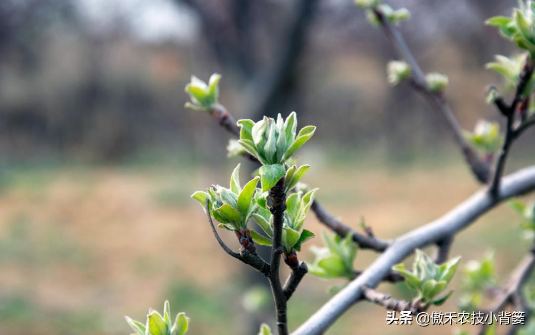 果树提高花芽分化的方法,果树花芽分化最佳方法