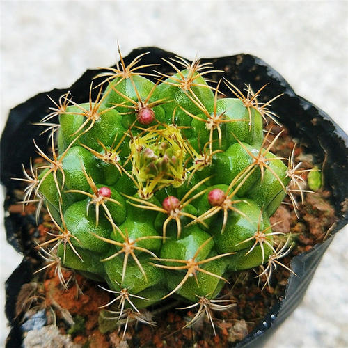 十个仙人球,最新30个仙人球品种