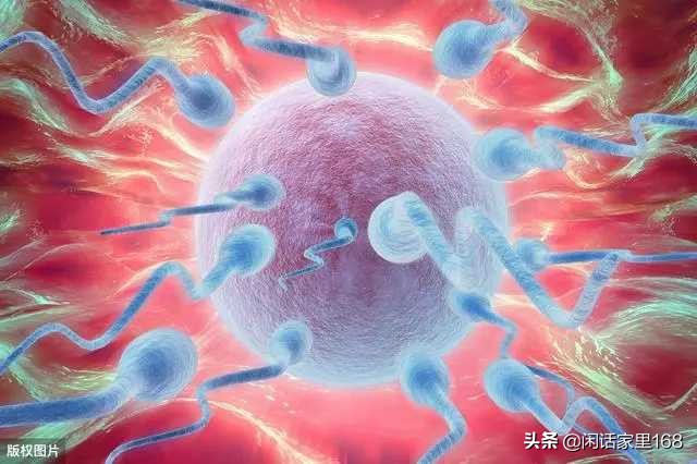 不成熟的精子会与卵子结合吗,不成熟的精子会和卵子结合吗