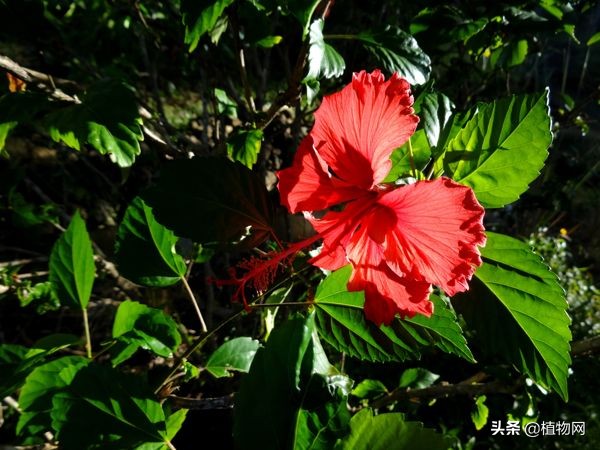 桑叶牡丹花苞小是怎么回事,桑叶牡丹为何花苞还未开就掉落了