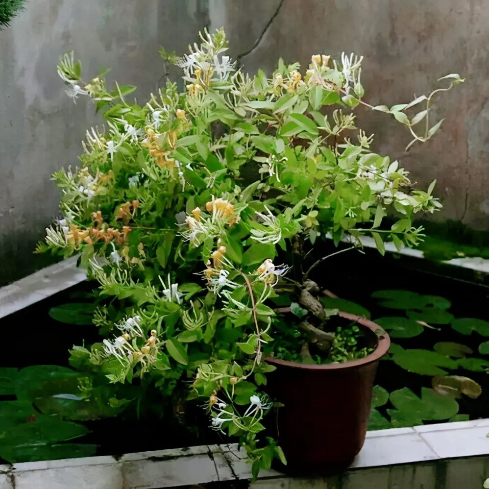 金银花如何养成盆景,金银花的造型盆景