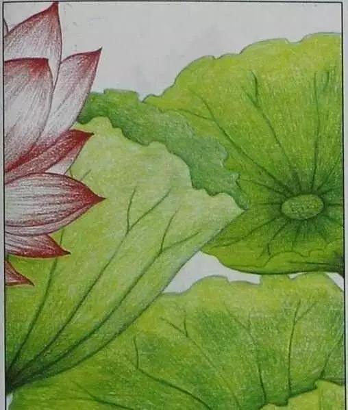 画荷塘与荷花,画一张美丽的荷塘画