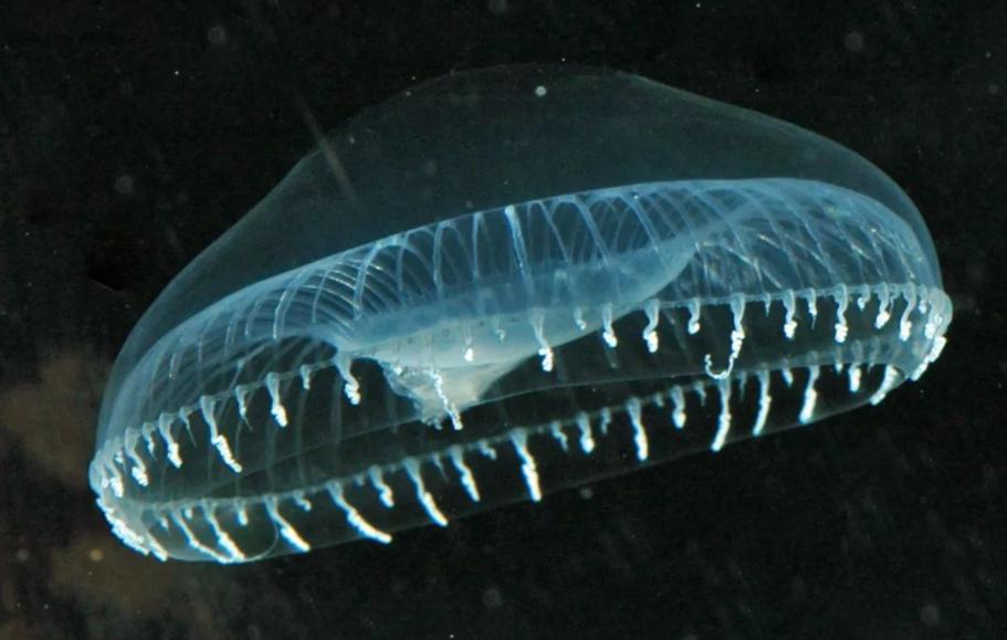 洗衣液荧光剂曝光,液体荧光剂有毒吗