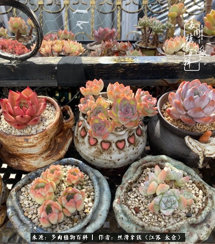 初秋的多肉,初春的多肉开始展现美颜了