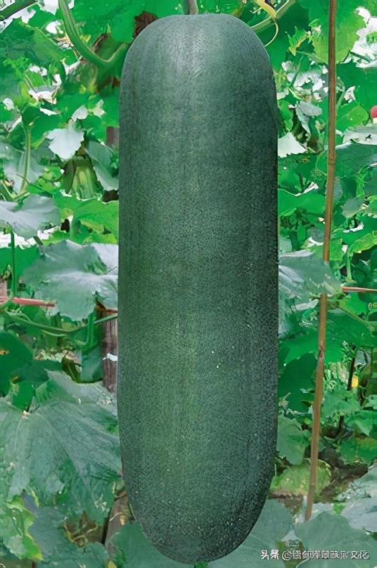 翡翠颜色的细节分类详解,翡翠帝王绿玉髓图片大全