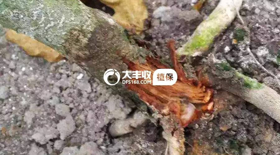 百香果烂根专用药,百香果树烂根抢救方法