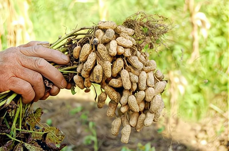 今年花生什么时间能收获,花生减产怎么办