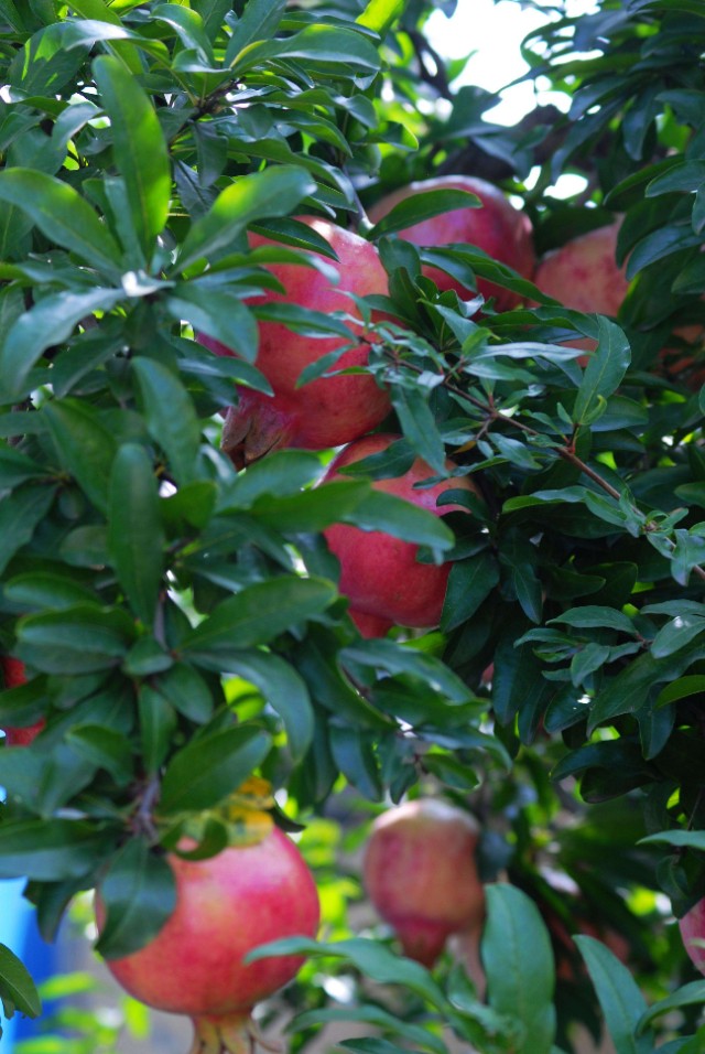 院子里的石榴树死了,院子里的石榴树能用百菌清吗