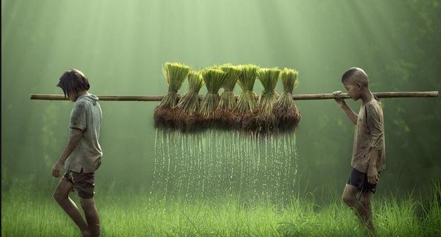 流变：农村电商2014——2017