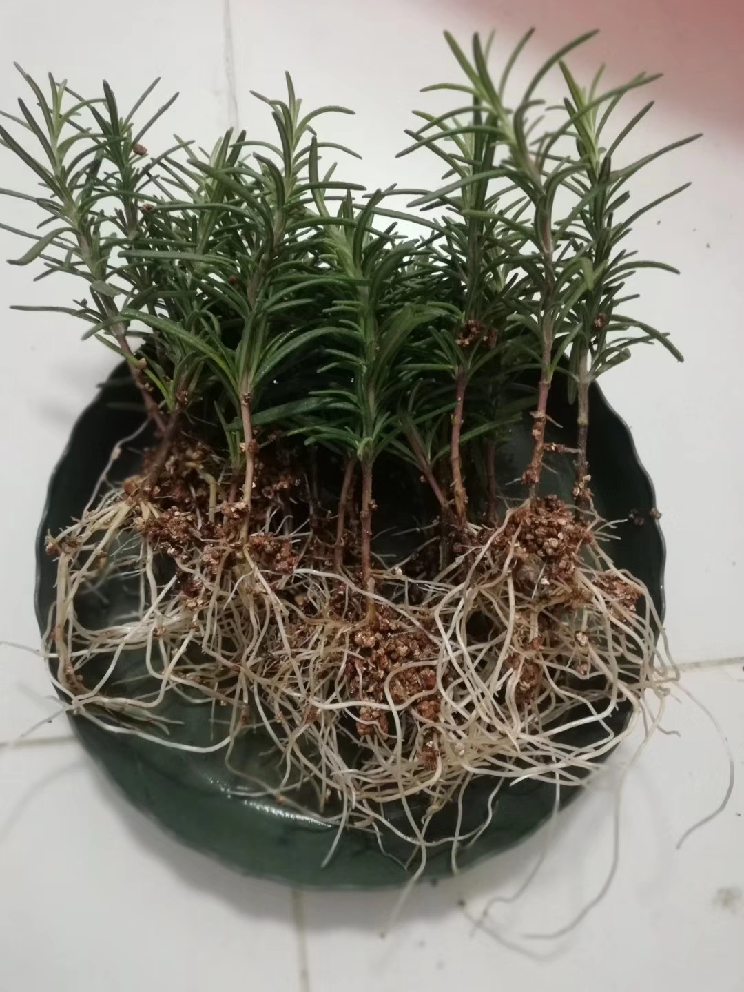 秋天扦插花苗,秋天扦插的小苗