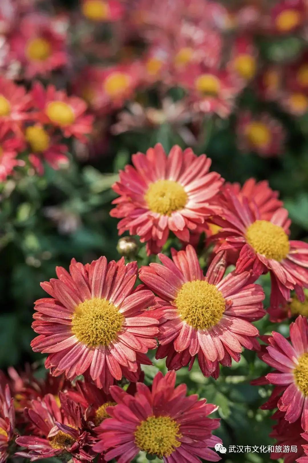 鏉ユ睙婊╄祻鑿婅姳,鑿婅姳鐑傛极